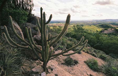 (2004)
