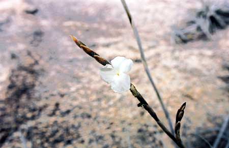 (2001)